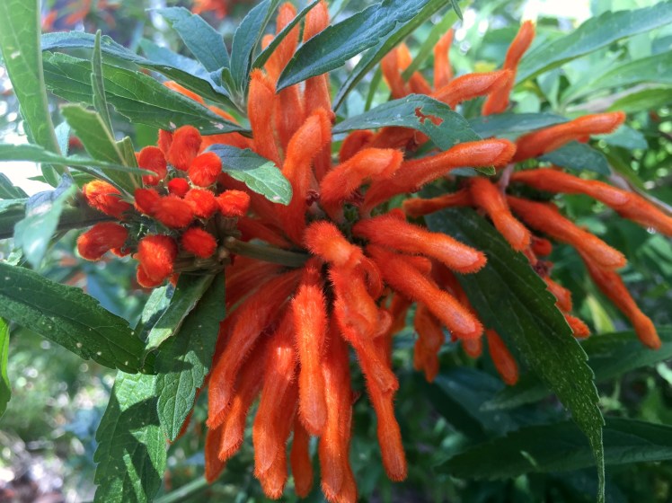 Broulee - beach house - orange flowers
