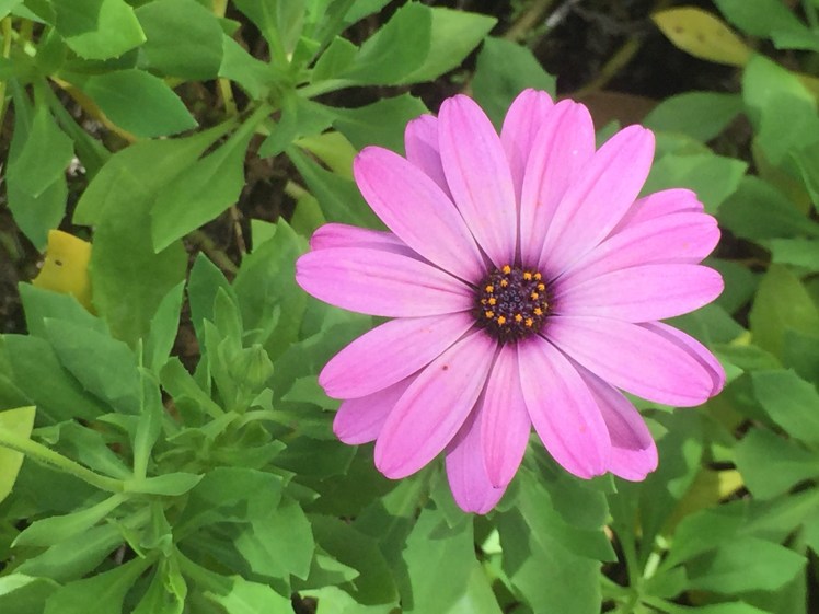 Broulee - Beach House - purple daisy