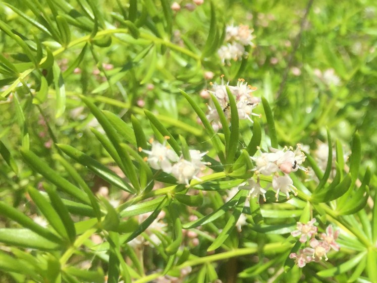 Broulee - beach house - white flowers - ants