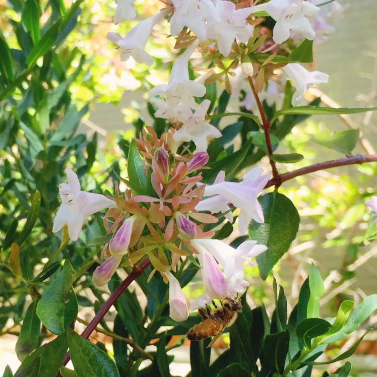 Broulee - Beach House - White flowers - bee
