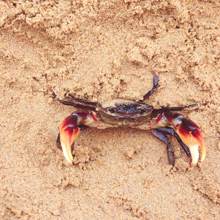 The Broulee Easter Bunny - Crab